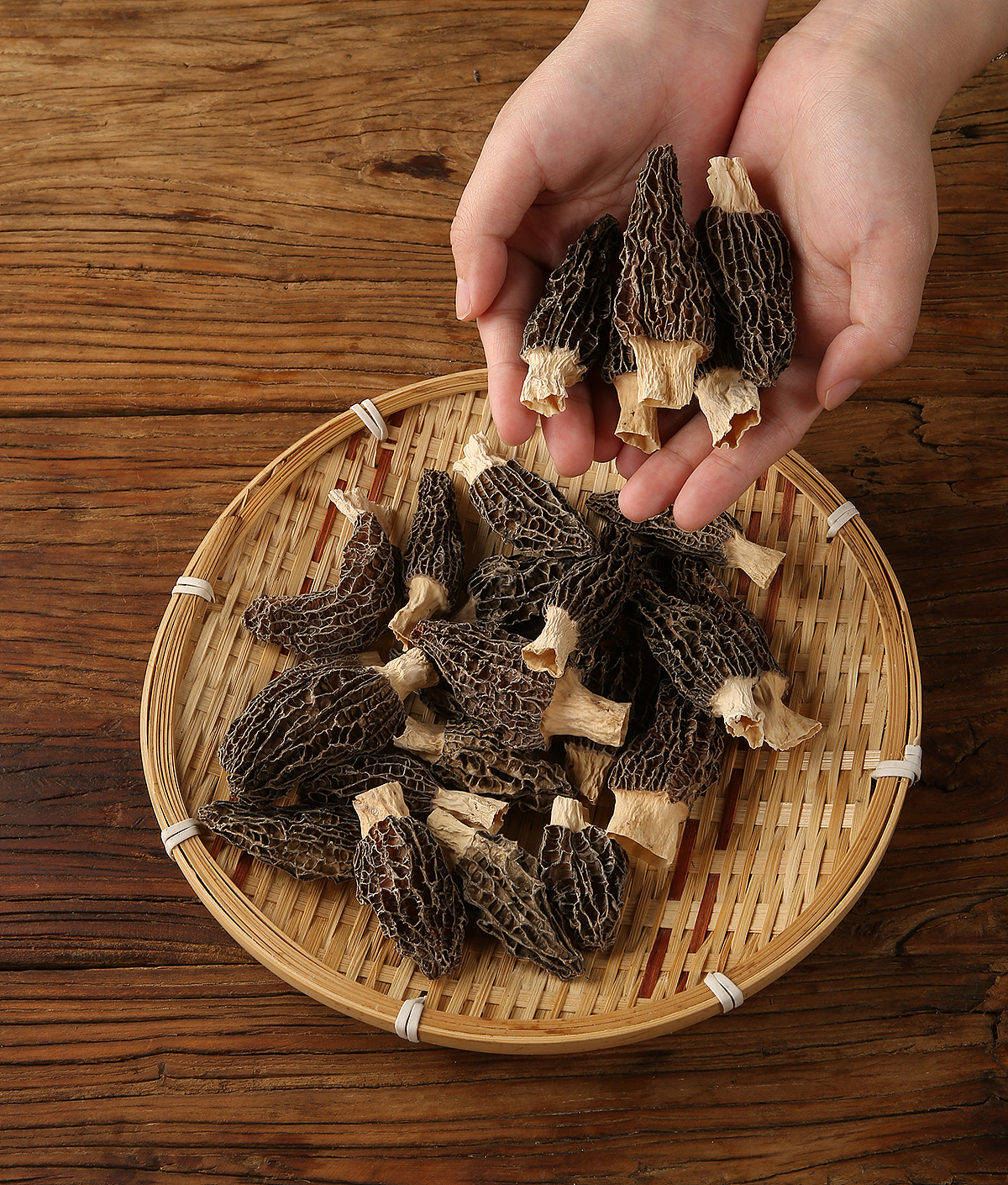 羊肚菌拍摄摄影