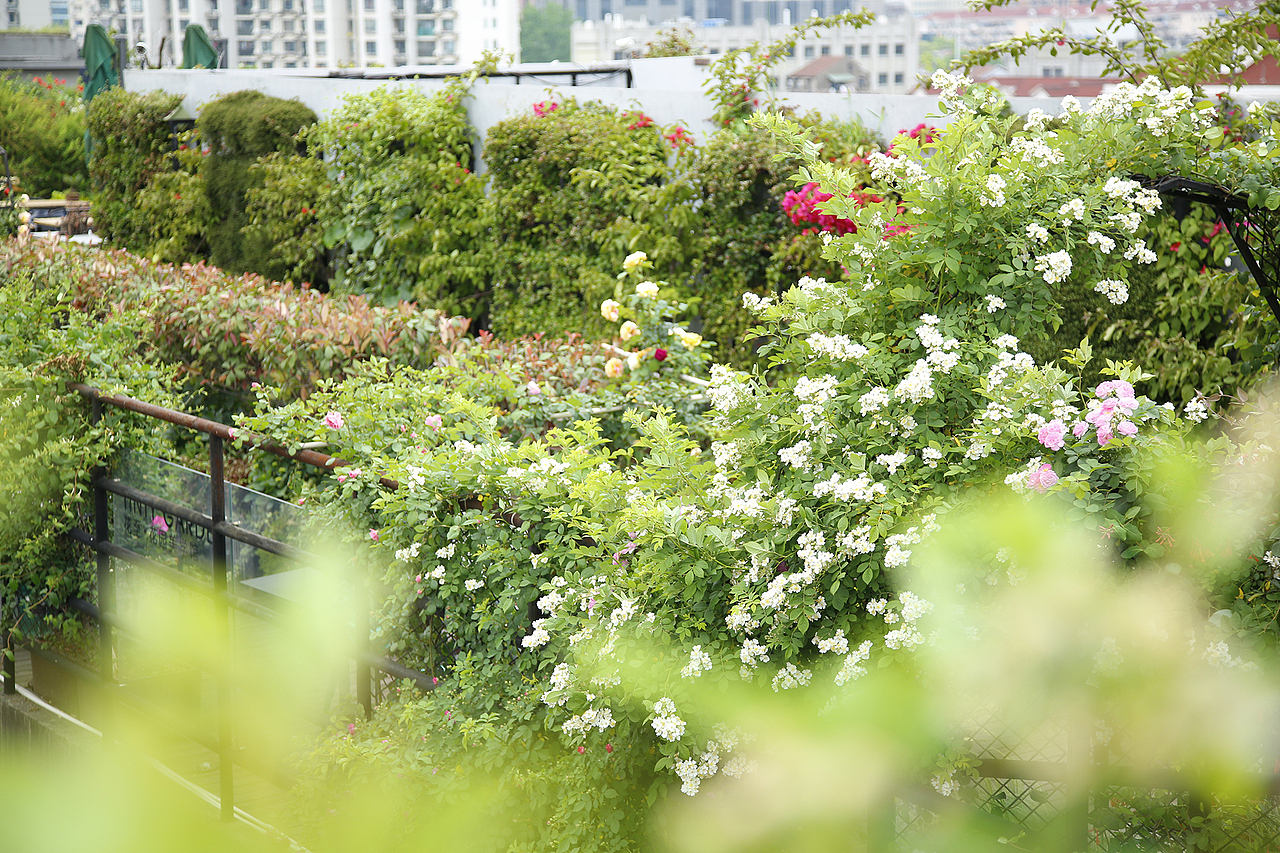 花至花园内的月季花