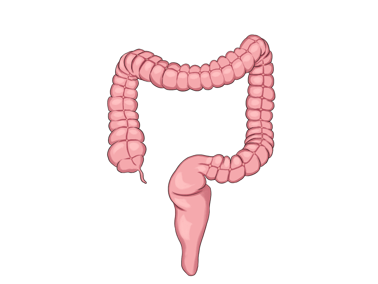 大肠和胃（图ZMzQ5NTYxOTAw） - 商业插画 - 站酷设计师画画的周周原创素材 - 站酷ZCOOL