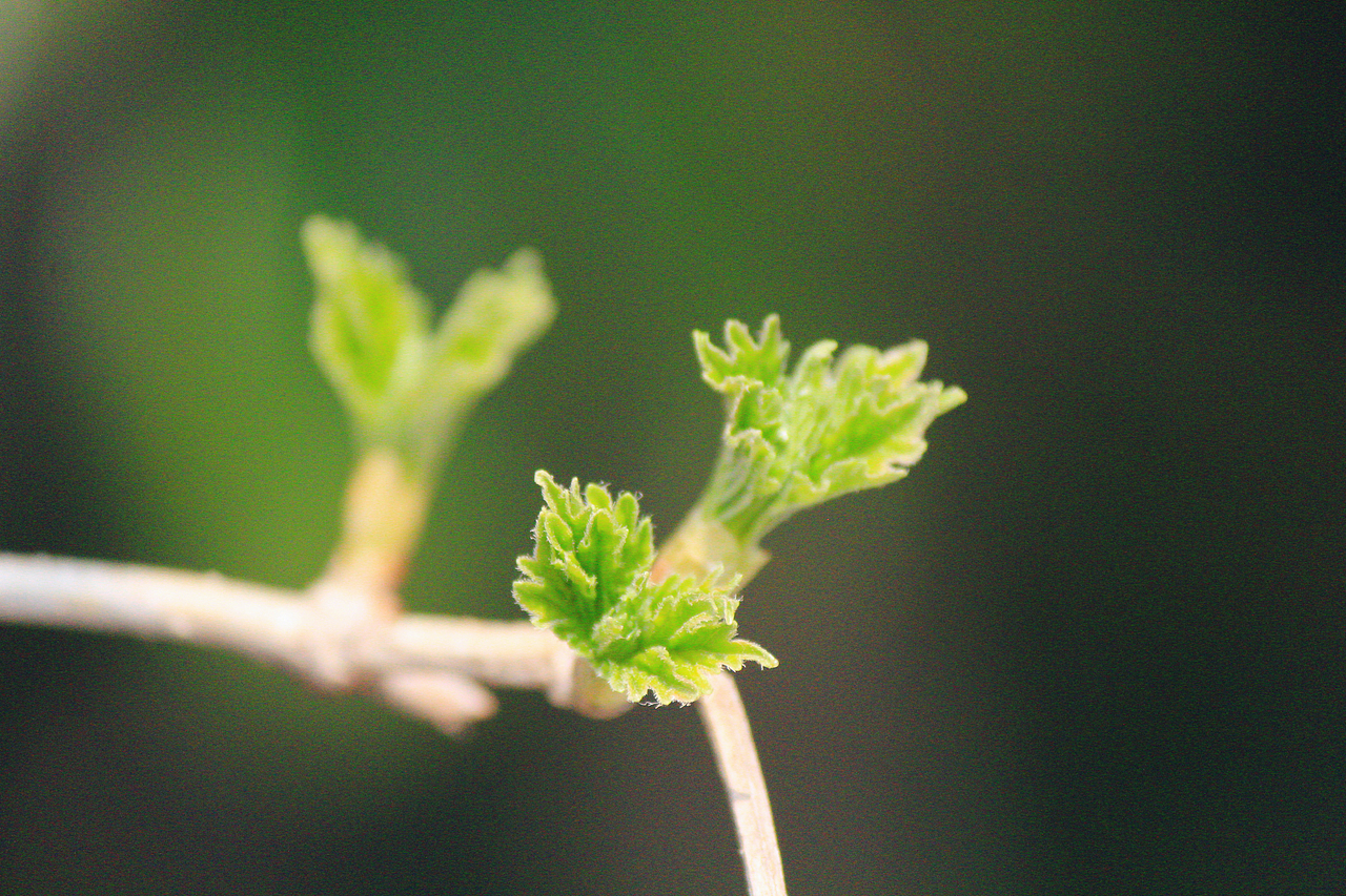 春至崂山（图ZMzM0ODkwMDg4） - 风光摄影 - 站酷设计师设计狮摄影狮原创素材 - 站酷ZCOOL