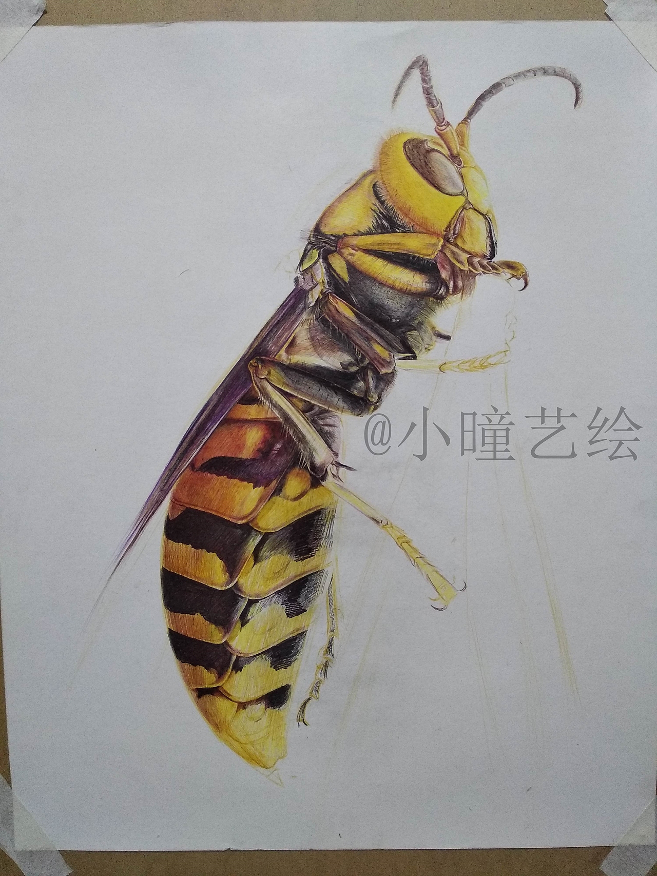 彩色圆珠笔手绘蜜蜂-@小曈艺绘