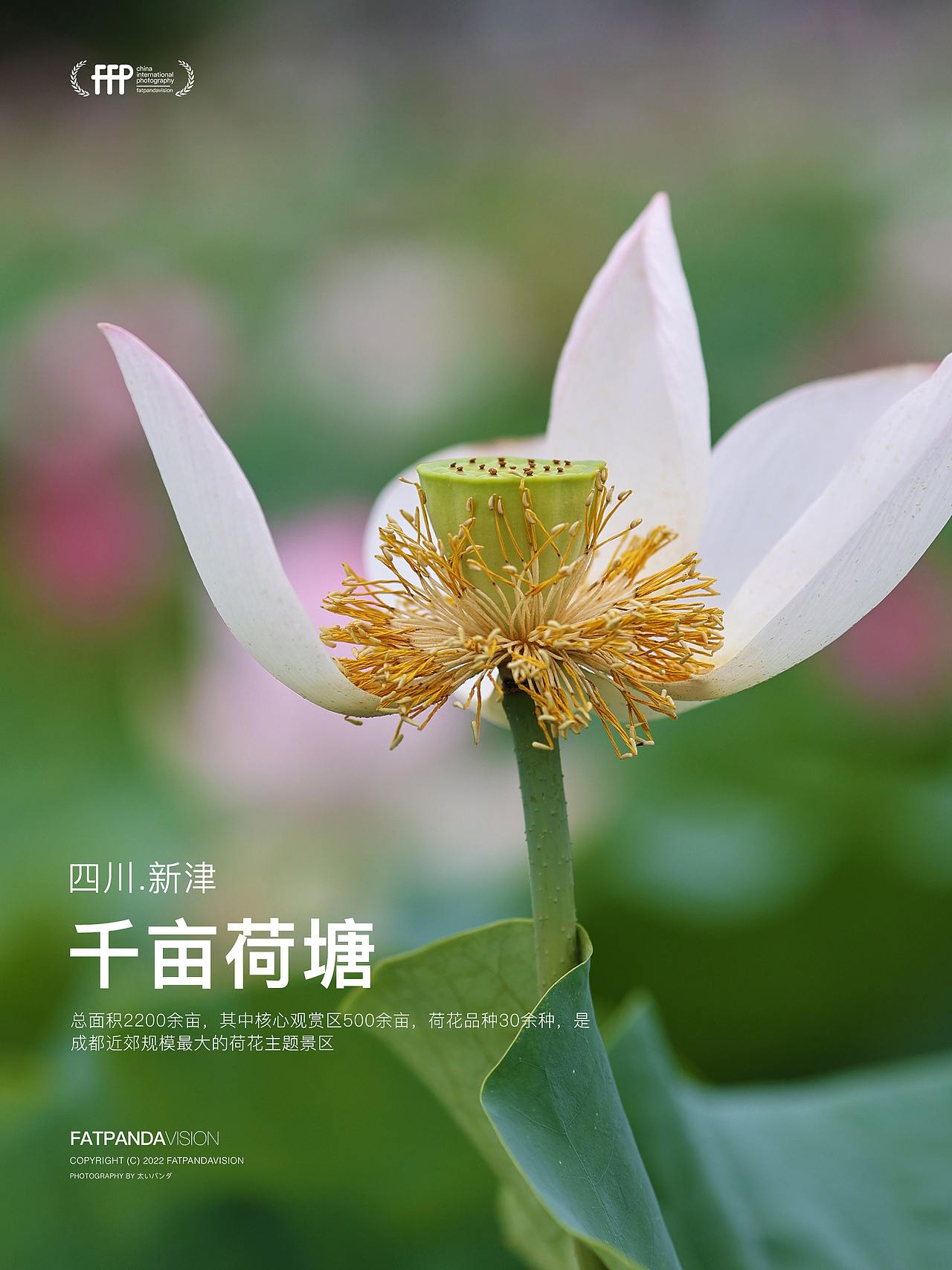 [游玩] 夏日觉醒：新津千亩荷塘（图ZMzI1ODYzMTU2） - 宠物摄影 - 站酷设计师摄影师_罗少原创素材 - 站酷ZCOOL