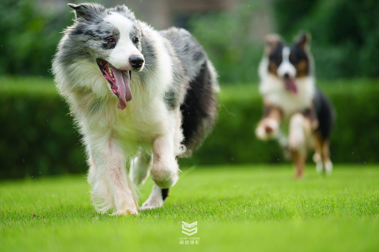 藍(lán)隕石邊牧拍攝（圖ZMzQzMDE1ODIw） - 寵物攝影 - 站酷設(shè)計師小樣攝影原創(chuàng)素材 - 站酷ZCOOL