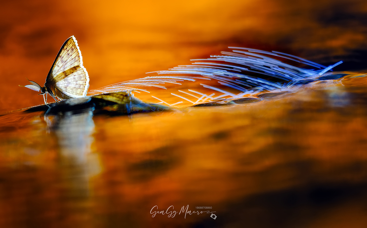 瓜哥生态微距-保护环境 人人有责（图ZMzQ2Nzg5ODAw） - 其他摄影 - 站酷设计师瓜哥微距摄影原创素材 - 站酷ZCOOL