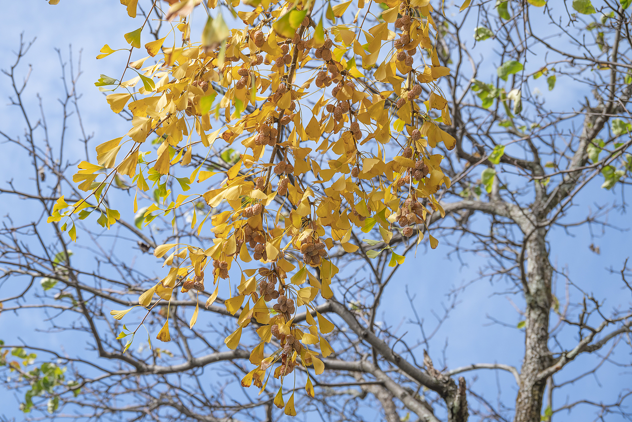 一个人的旅行-婺源篁岭（图ZMzIwNDU1NTg4） - 风光摄影 - 站酷设计师文艺田原创素材 - 站酷ZCOOL