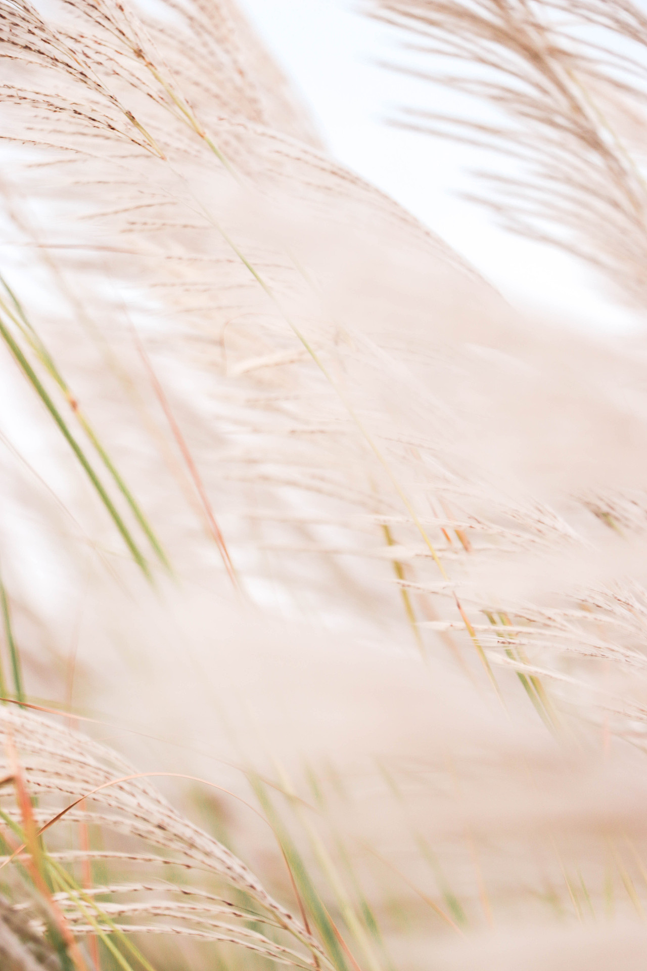 秋日芦苇（图ZMzM3OTg1ODQ0） - 风光摄影 - 站酷设计师林二三_原创素材 - 站酷ZCOOL