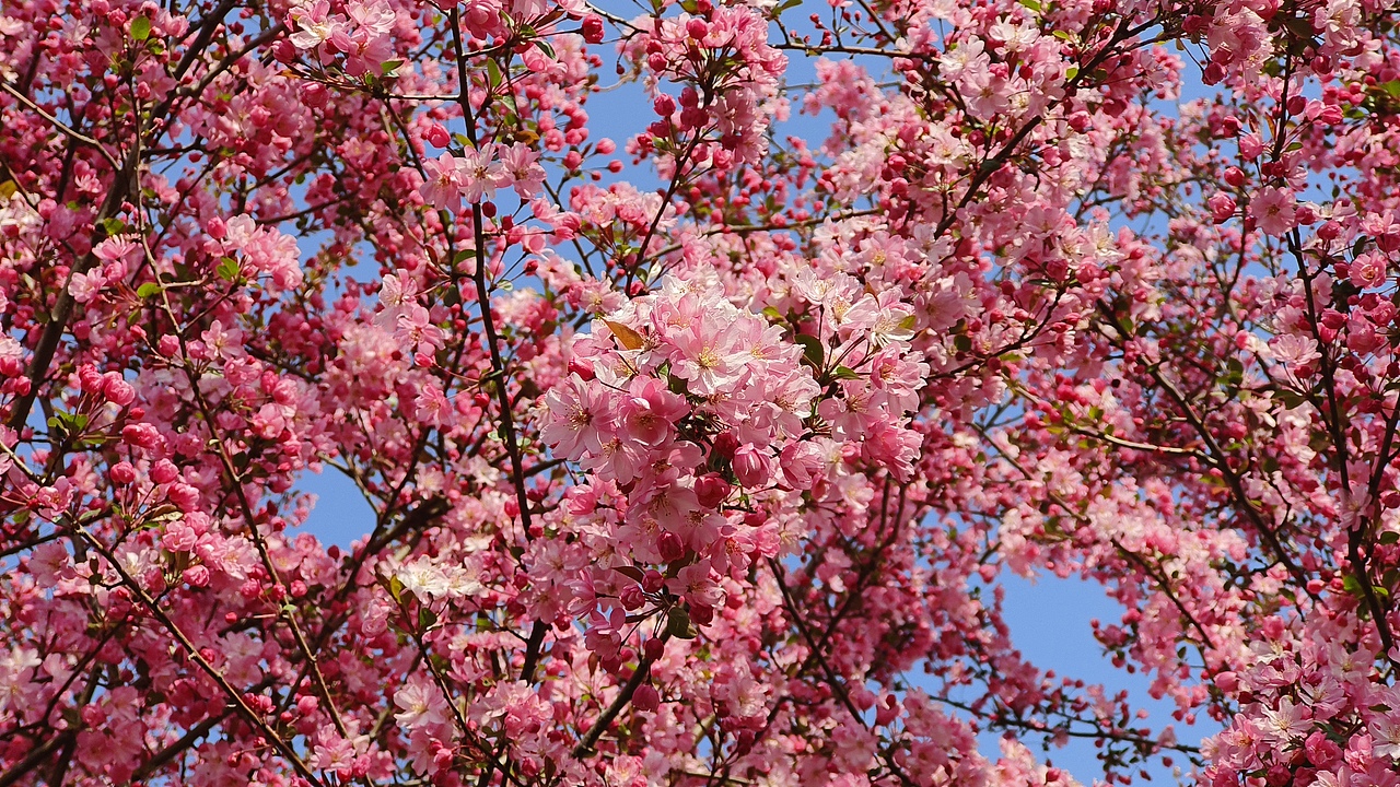 省耕公园--海棠花