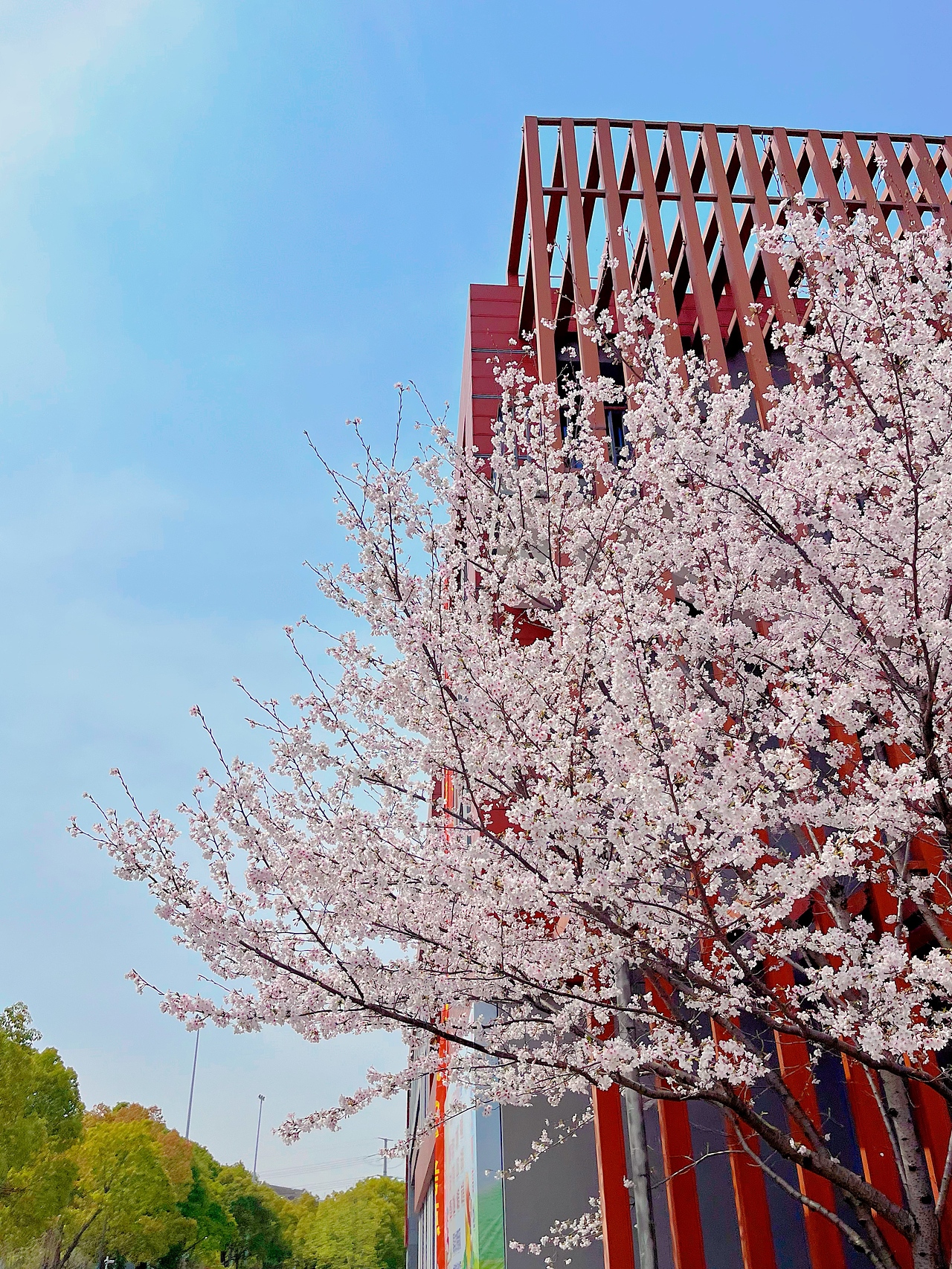 手机摄影 上海最美樱花校园~（图ZMzM3ODI0NzAw） - 风光摄影 - 站酷设计师小小鸟不想飞原创素材 - 站酷ZCOOL