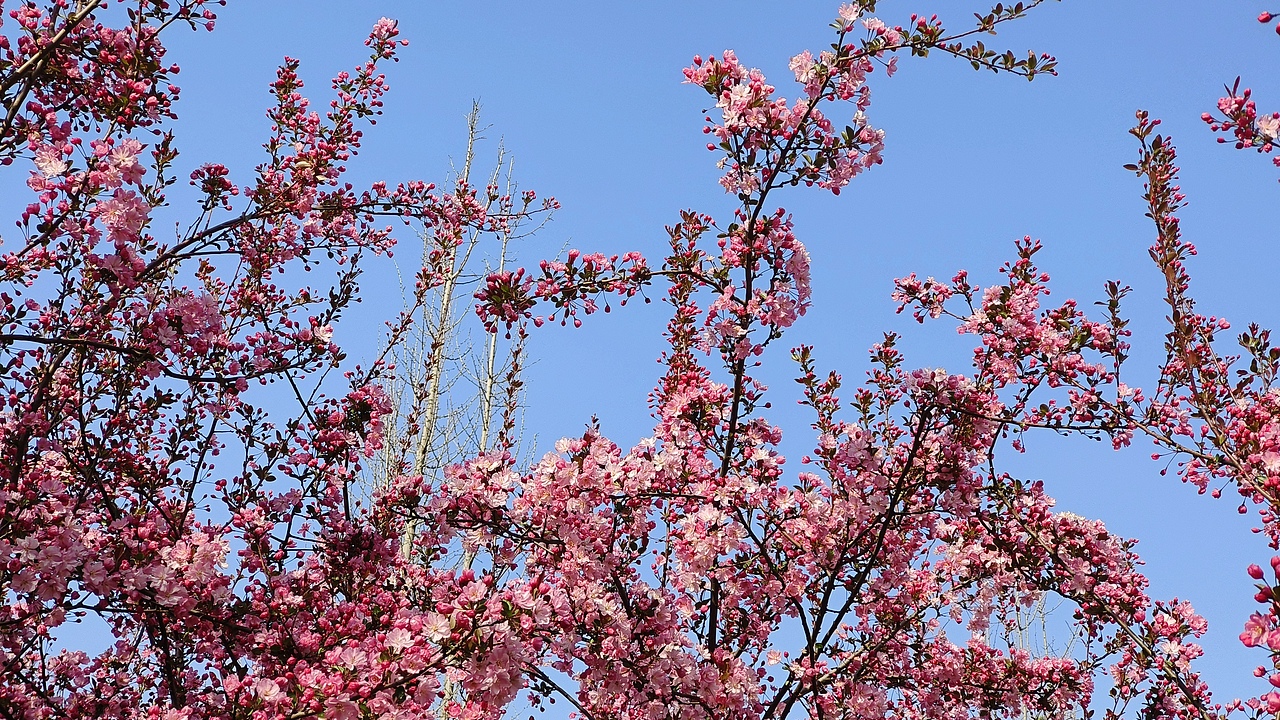 省耕公园--海棠花