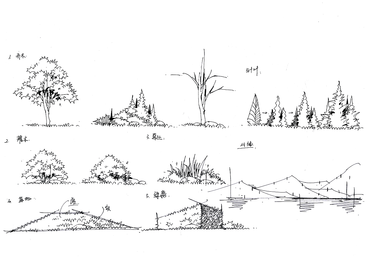 景观设计单体植物线稿图
