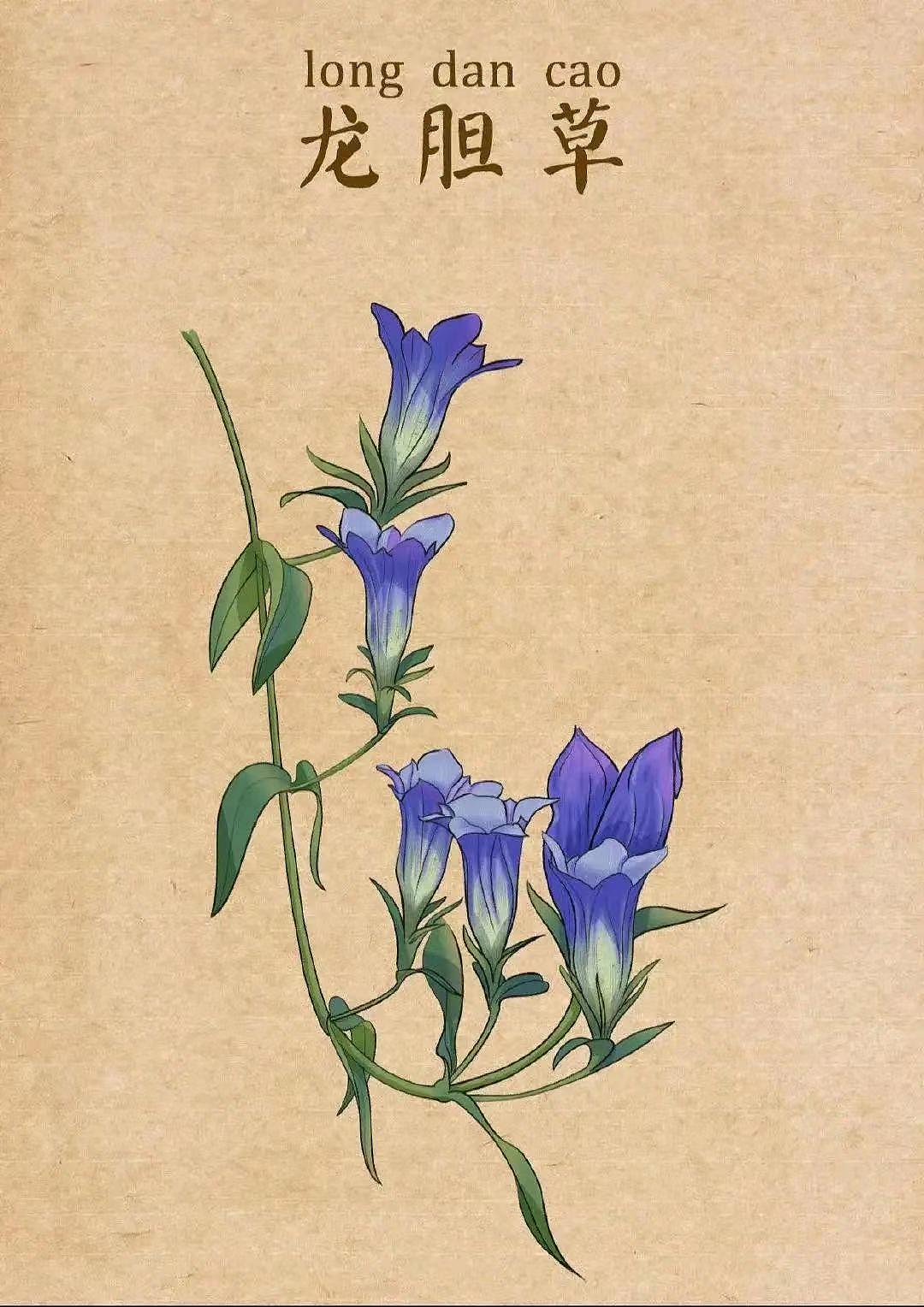 中药插画（图ZMzQ1MDUwNzEy） - 艺术插画 - 站酷设计师龙龍Wsl原创素材 - 站酷ZCOOL