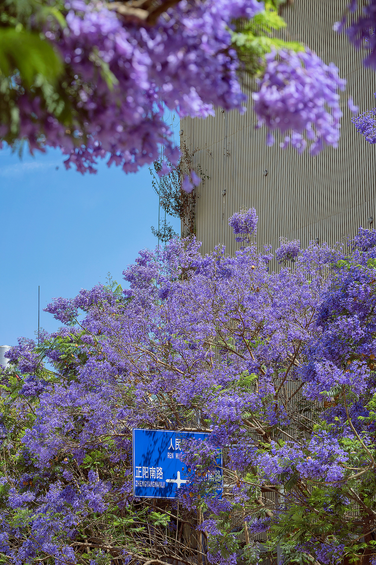 蓝花楹（图ZMjk5NzMyMTY0） - 风光摄影 - 站酷设计师kewell_24原创素材 - 站酷ZCOOL