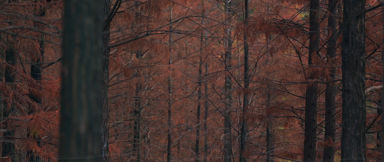 广州大夫山公园|落羽杉林