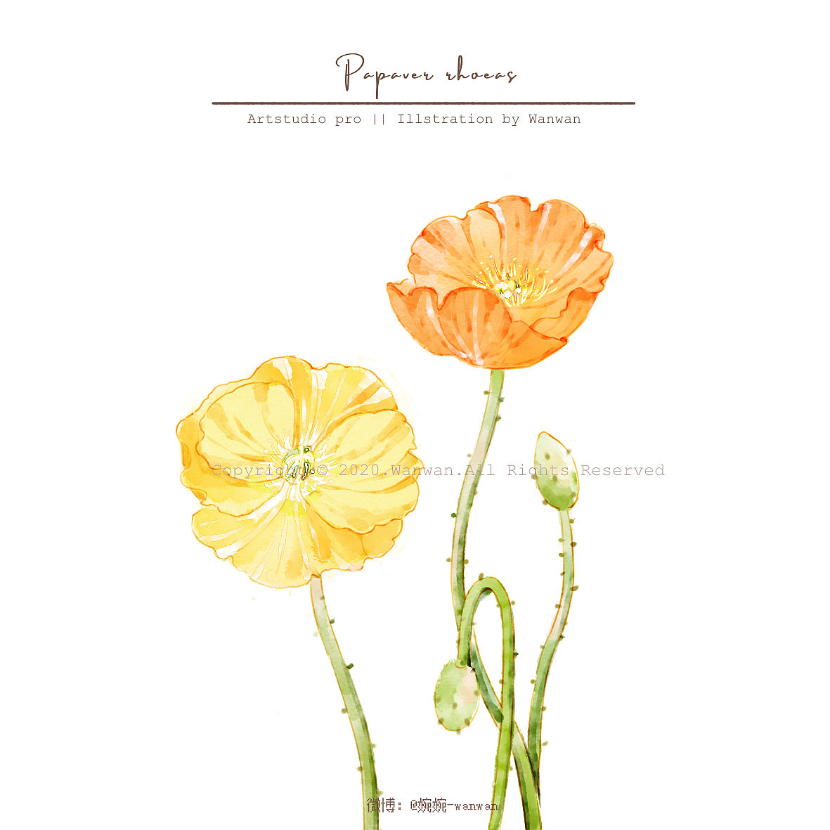 iPad 水彩插画-虞美人