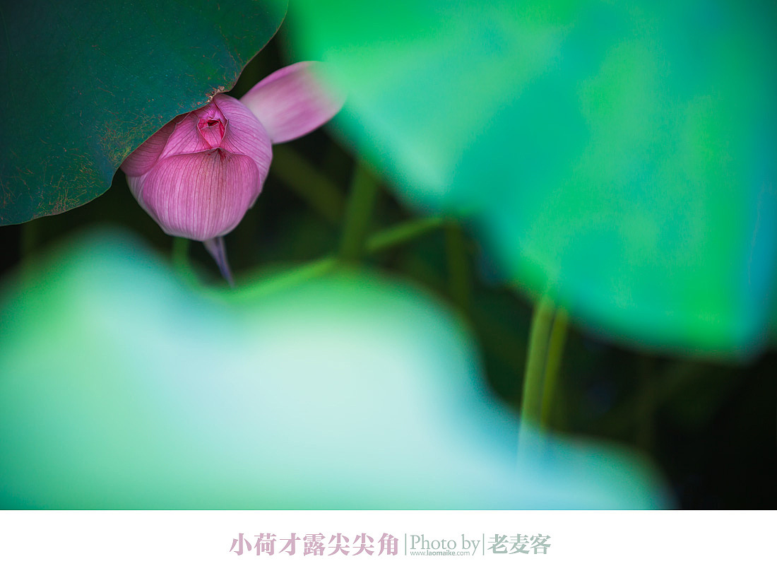 又是一年荷花开（图ZOTc3MTcxMg==） - 风光摄影 - 站酷设计师laomaike原创素材 - 站酷ZCOOL