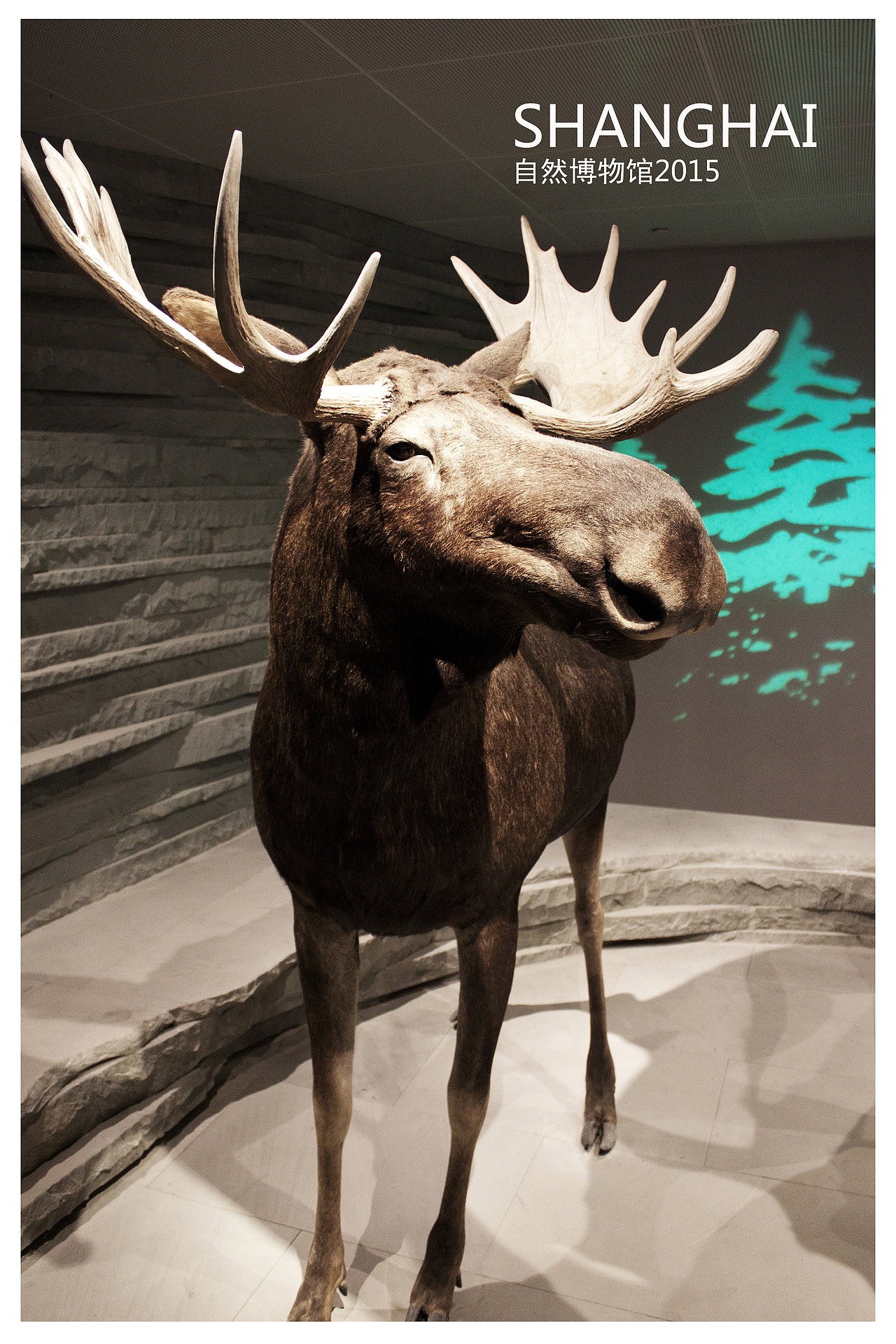 上海自然博物馆掠影