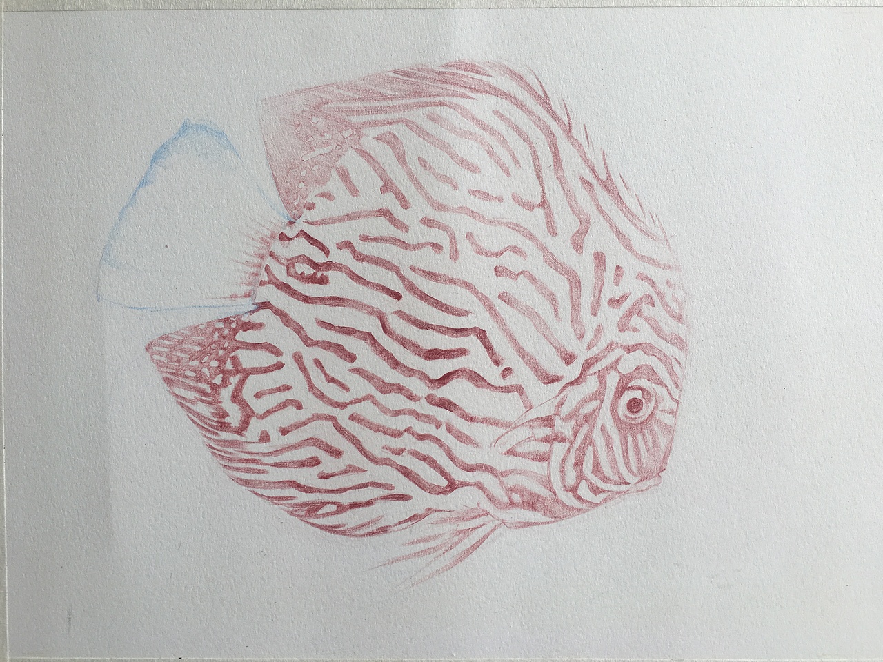 画一条鱼便爱上一条鱼（图ZMTA3ODA5MTMy） - 创作习作 - 站酷设计师_lelia原创素材 - 站酷ZCOOL