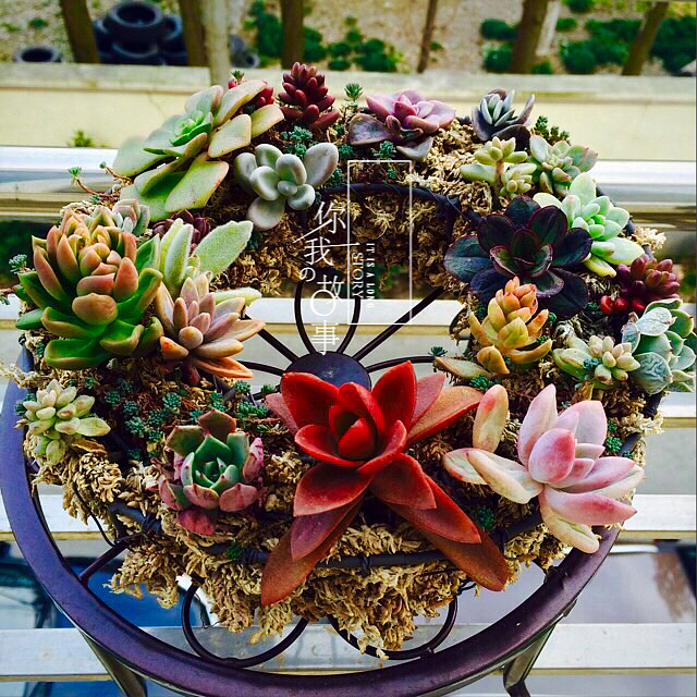 多肉植物（图ZNDI3MDUzNzI=） - 产品摄影 - 站酷设计师羊羊驼驼原创素材 - 站酷ZCOOL