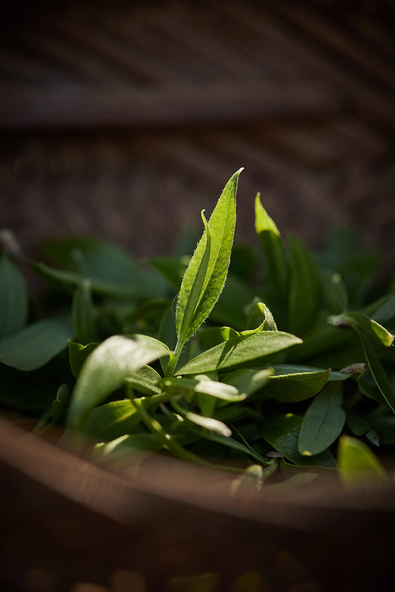 《山家清供》| 柳叶韭