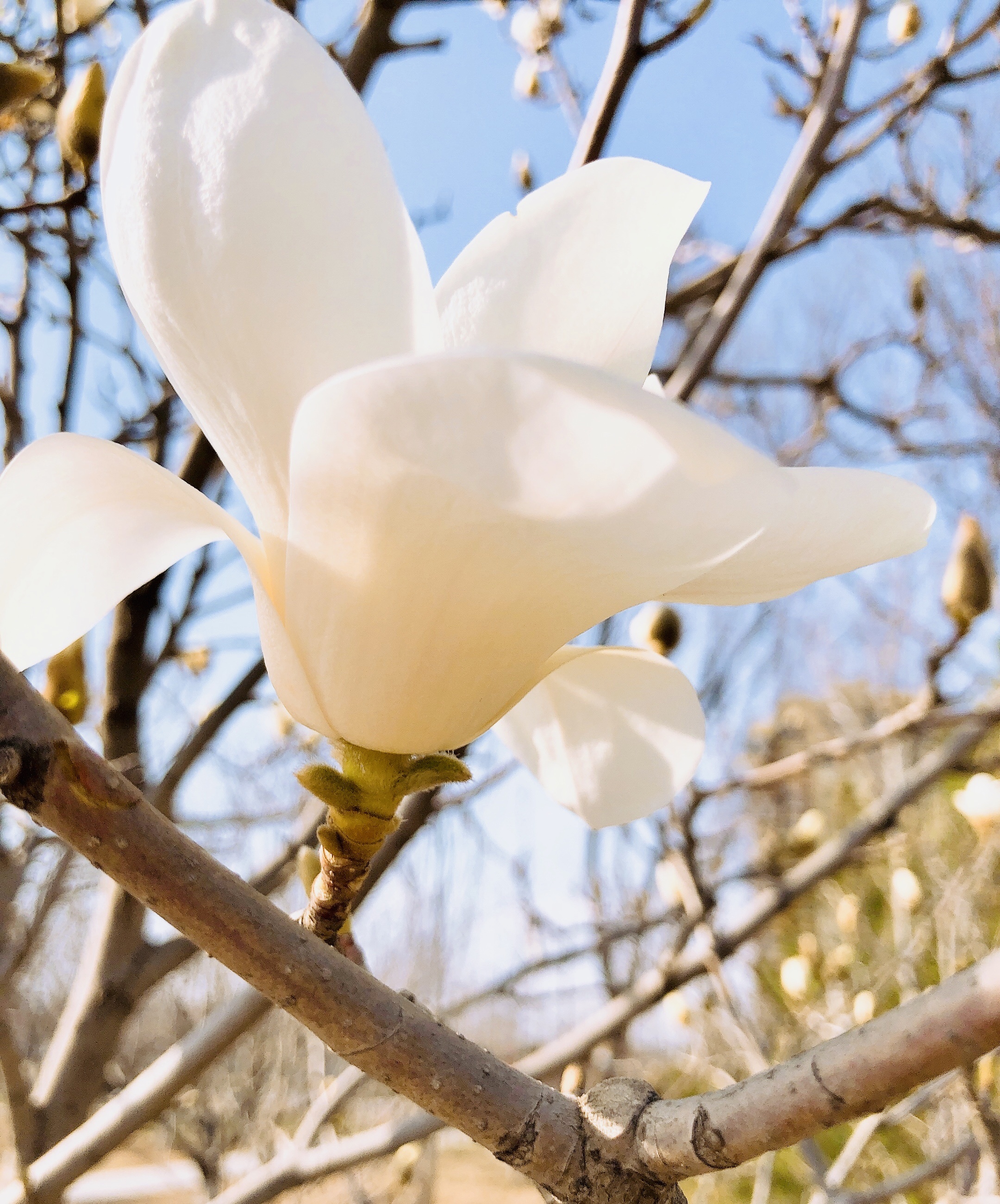 春天的一朵玉兰花 - 免费可商用图片 - CC0素材网