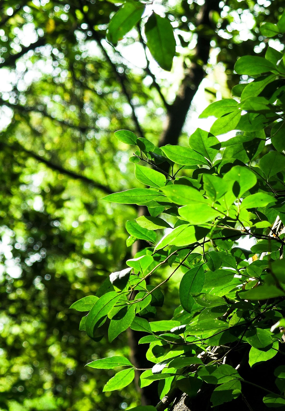 2015摄影作品精选集-花草篇