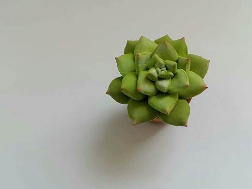 超轻粘土——多肉植物（个人主页-ZMjgyMDY2NTY=） - 其他手工艺 - 站酷设计师RainbowHONG原创素材 - 站酷ZCOOL