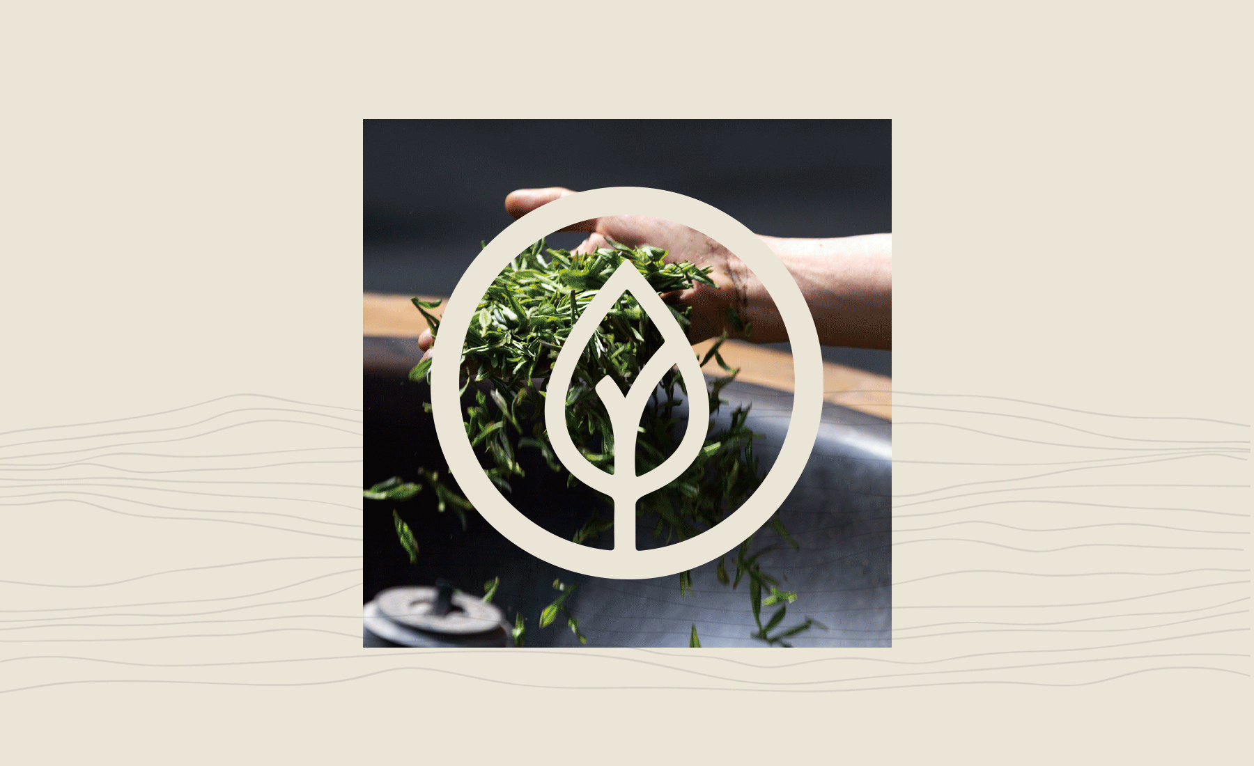 茶叶品牌logo设计（图ZMjMwODU2MDAw） - 品牌 - 站酷设计师何东狮吼品牌设计原创素材 - 站酷ZCOOL