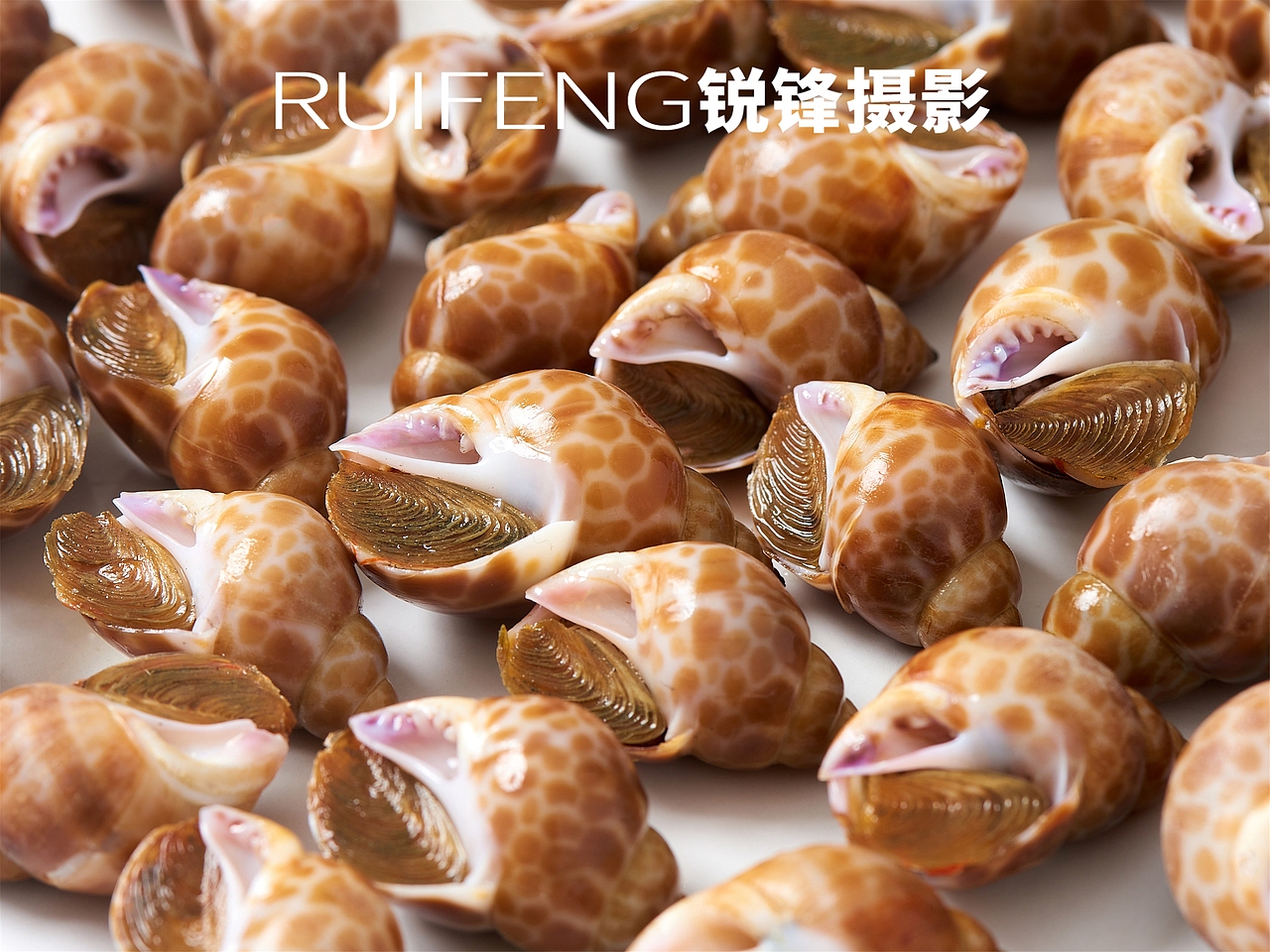 水产品拍摄|静物摄影|海鲜|花螺|RUIFENG武汉锐锋摄影