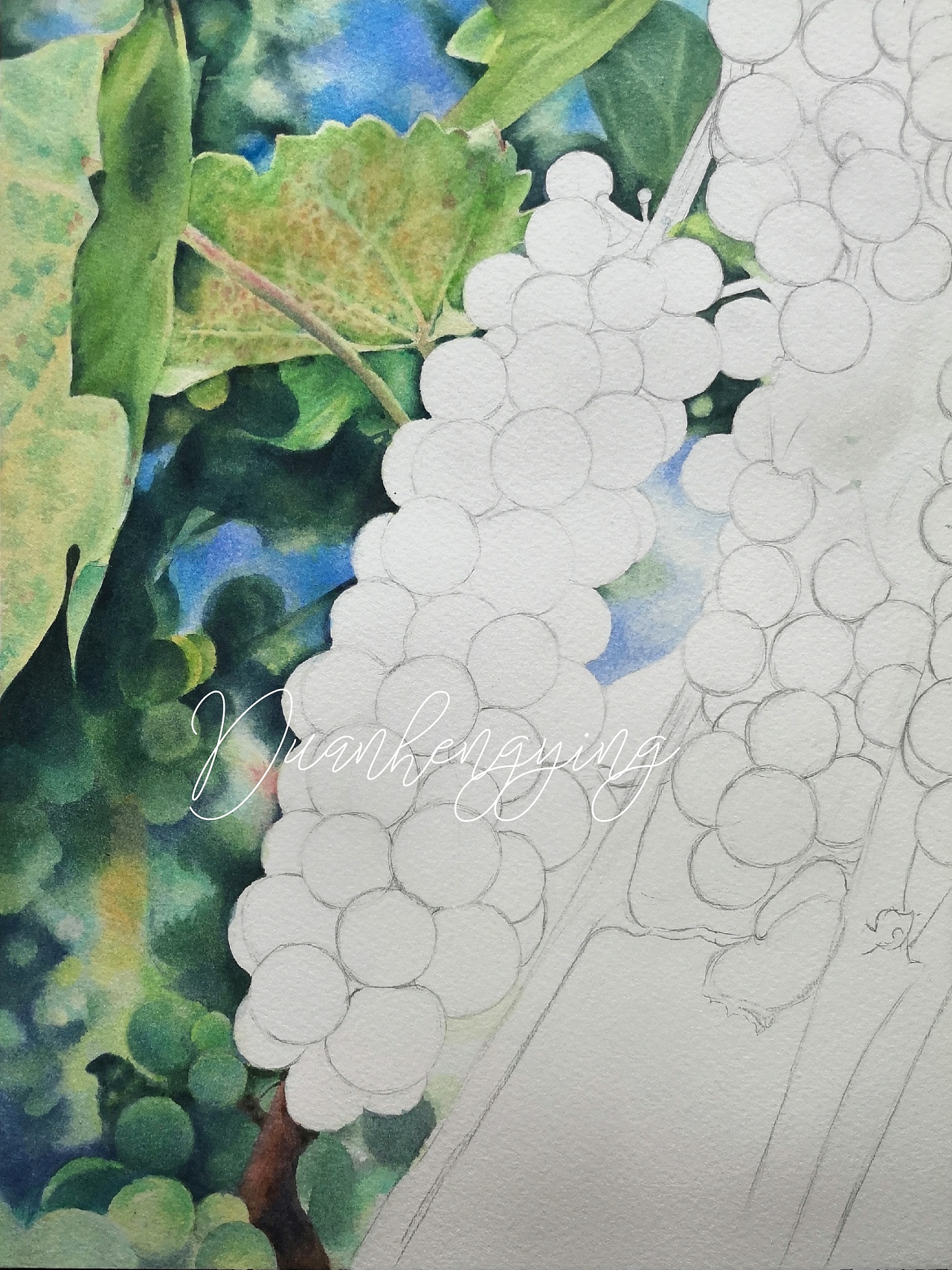 水彩～熟透的绿葡萄～9