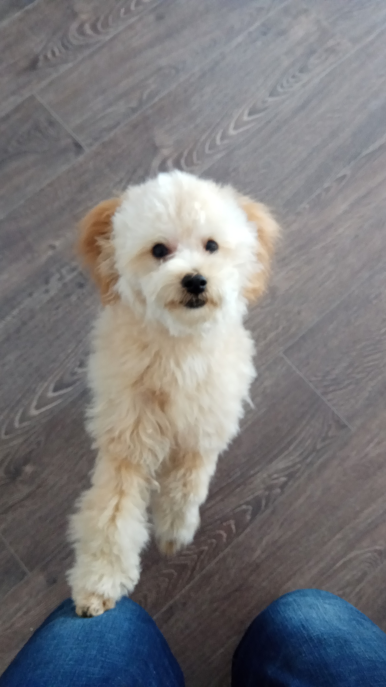 生活中的小丸狗🐶（图ZMTM2MjU0ODUy） - 人文/纪实摄影 - 站酷设计师霸哥666原创素材 - 站酷ZCOOL