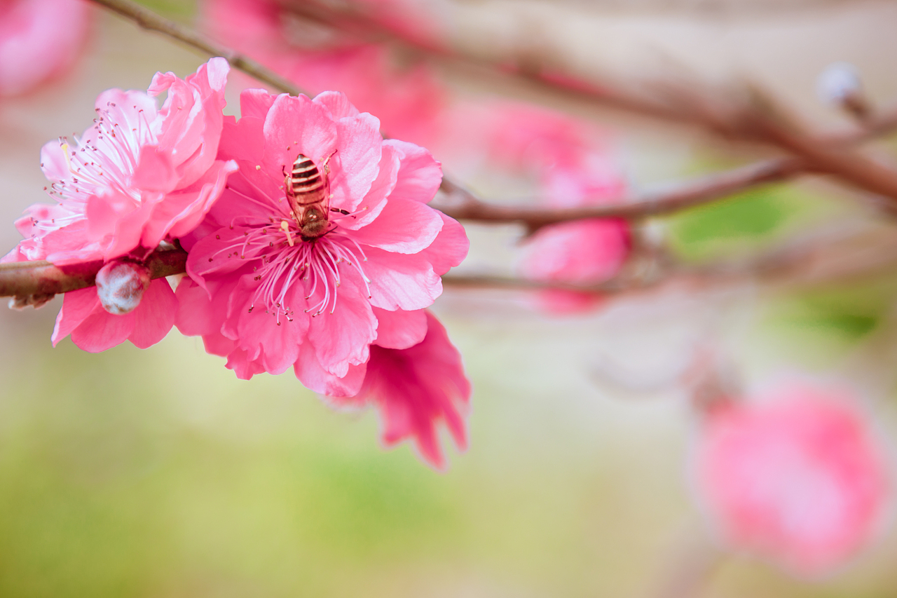 20190127 广州石马桃花园（图ZMTQzMzgxOTY4） - 风光摄影 - 站酷设计师Air416原创素材 - 站酷ZCOOL