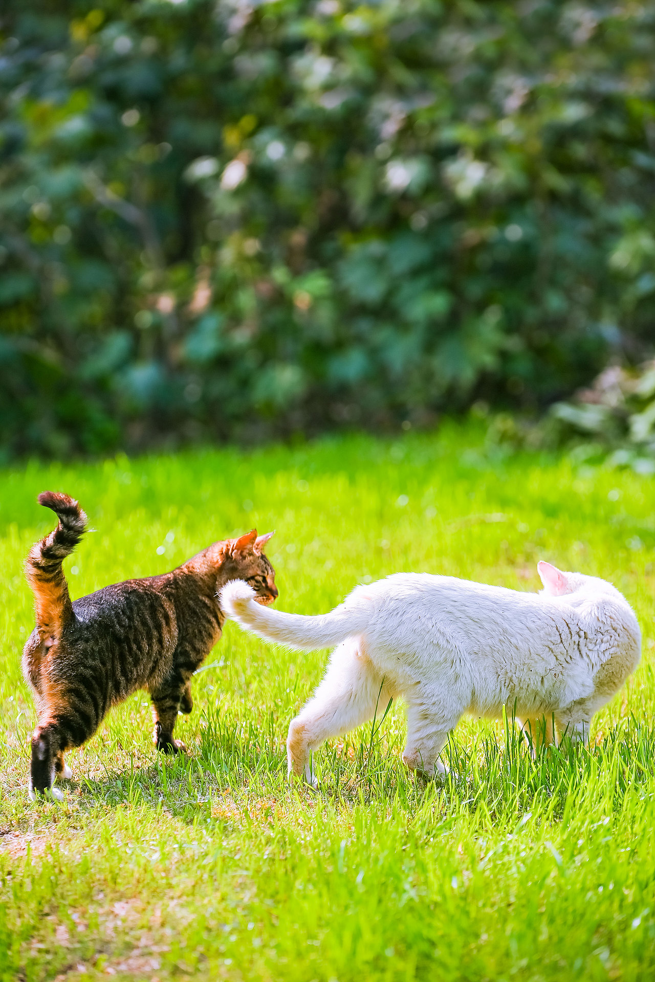 山猫日记20210630