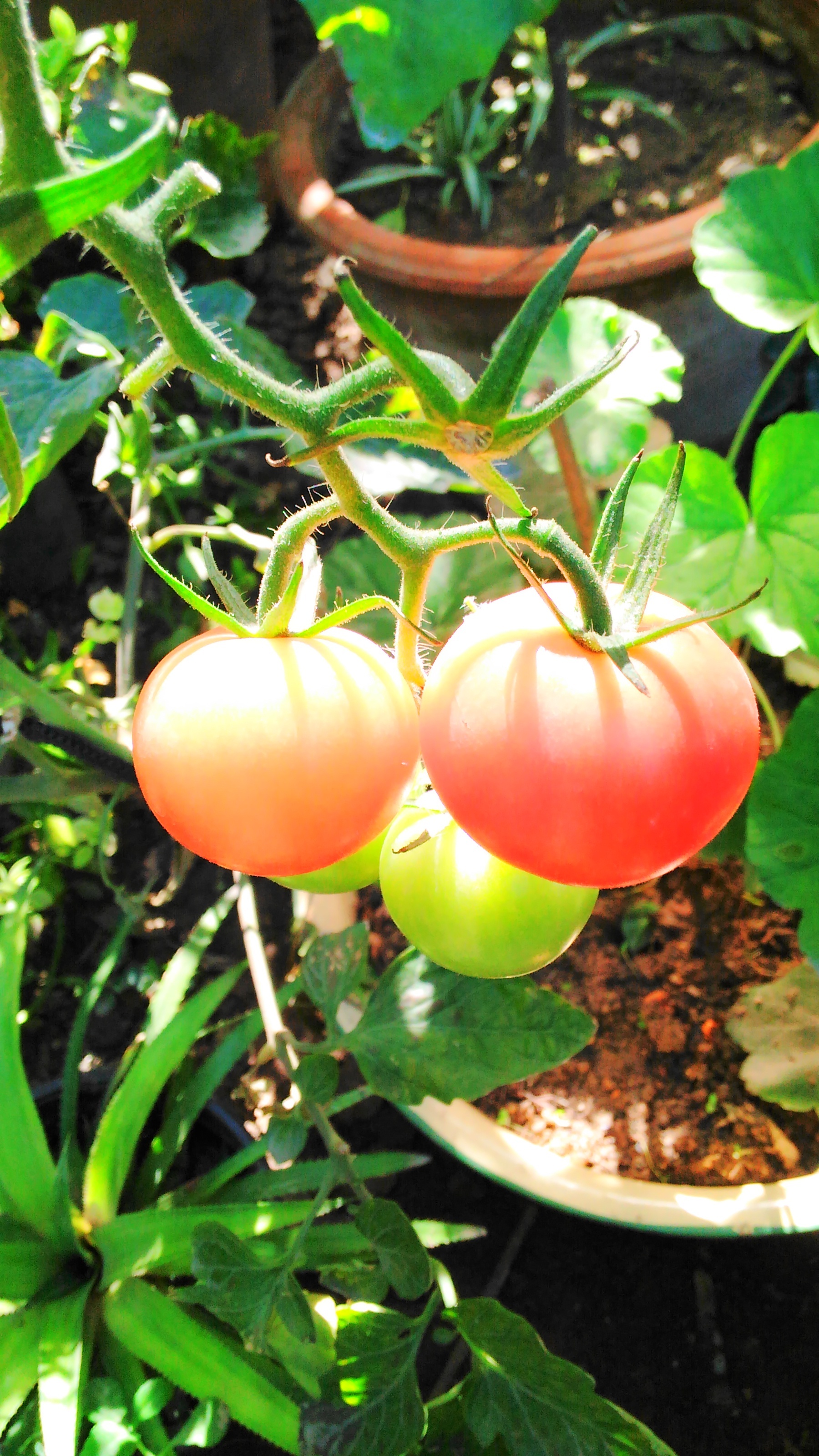 沐浴阳光番茄红