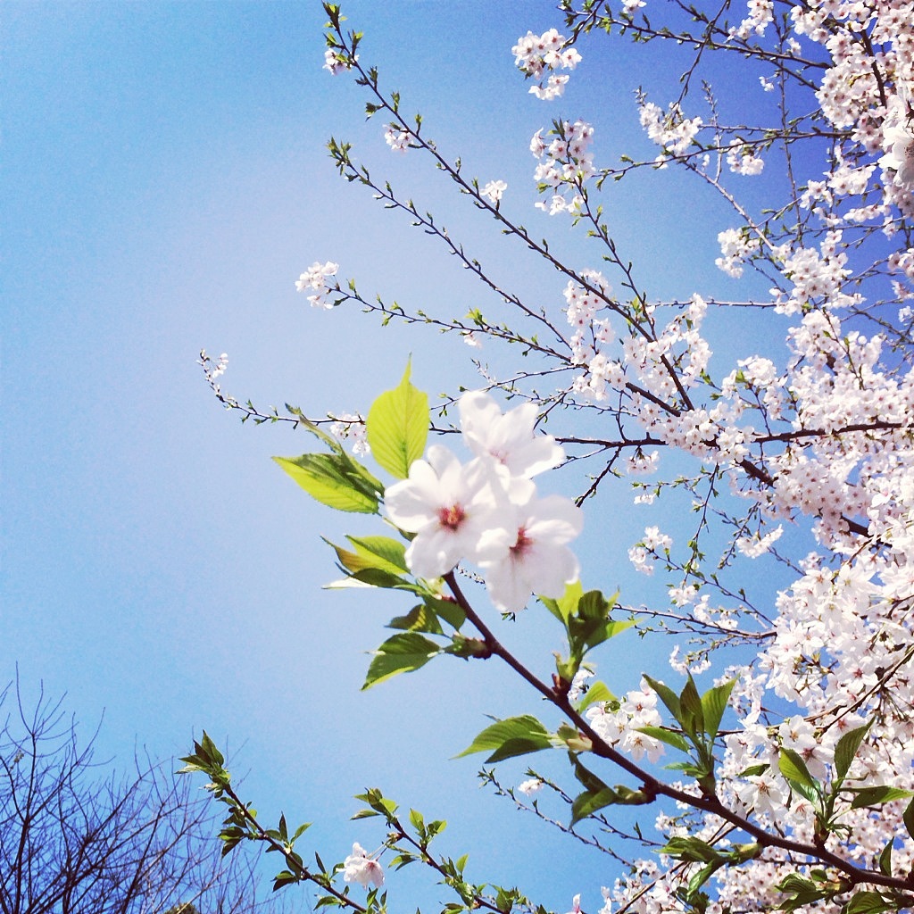 手机随手拍——樱花Sakura（图ZMjIzNjc3NjQ=） - 风光摄影 - 站酷设计师reatty513原创素材 - 站酷ZCOOL