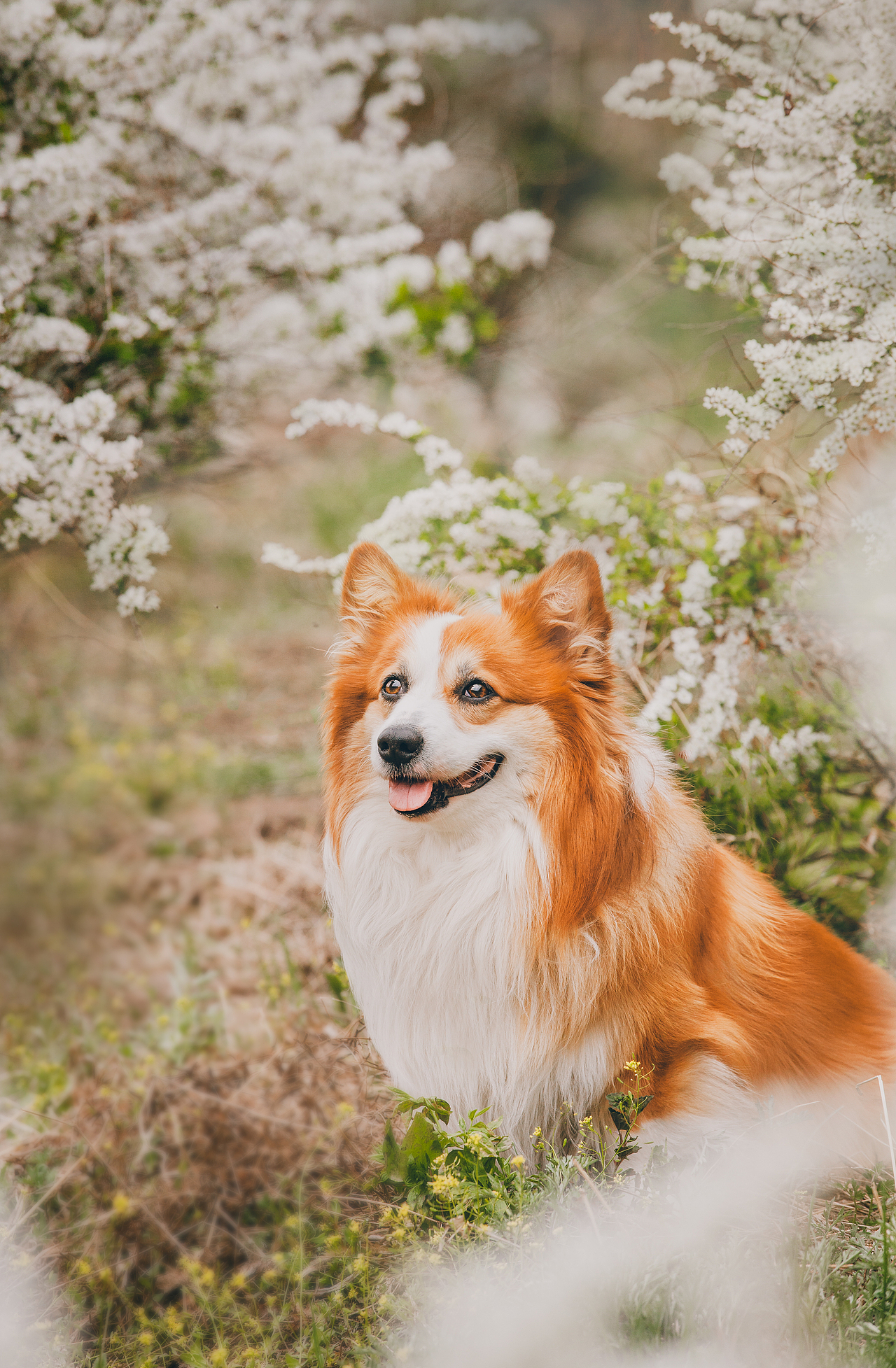 春游（图ZMjA4MDc3MTUy） - 宠物摄影 - 站酷设计师火锅火锅工作室原创素材 - 站酷ZCOOL