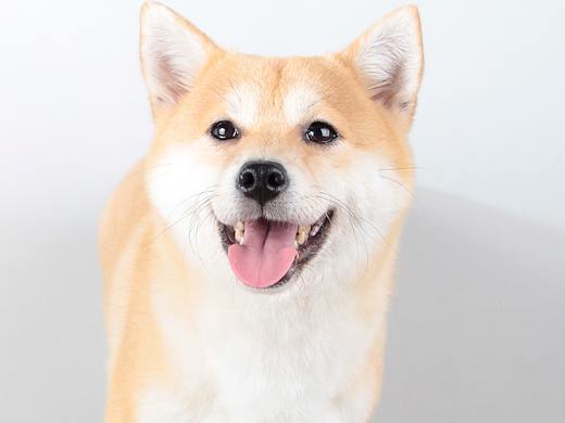 宠物摄影｜柴犬的营业微笑 治愈到你了吗？