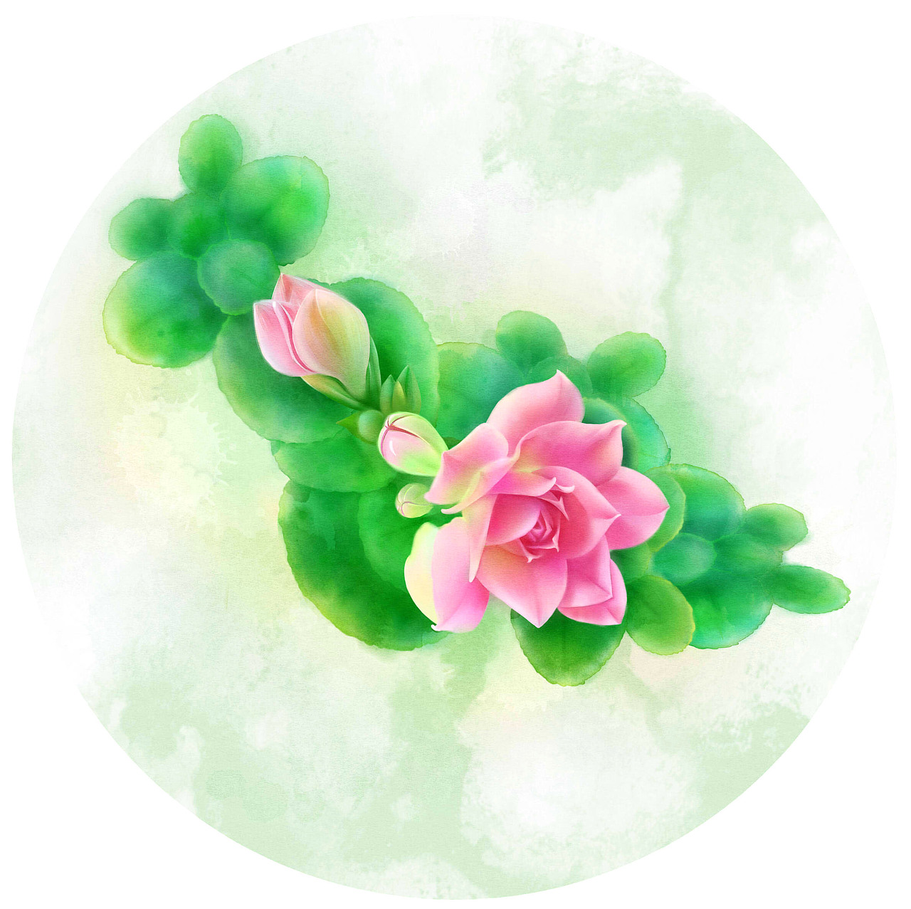 长寿花