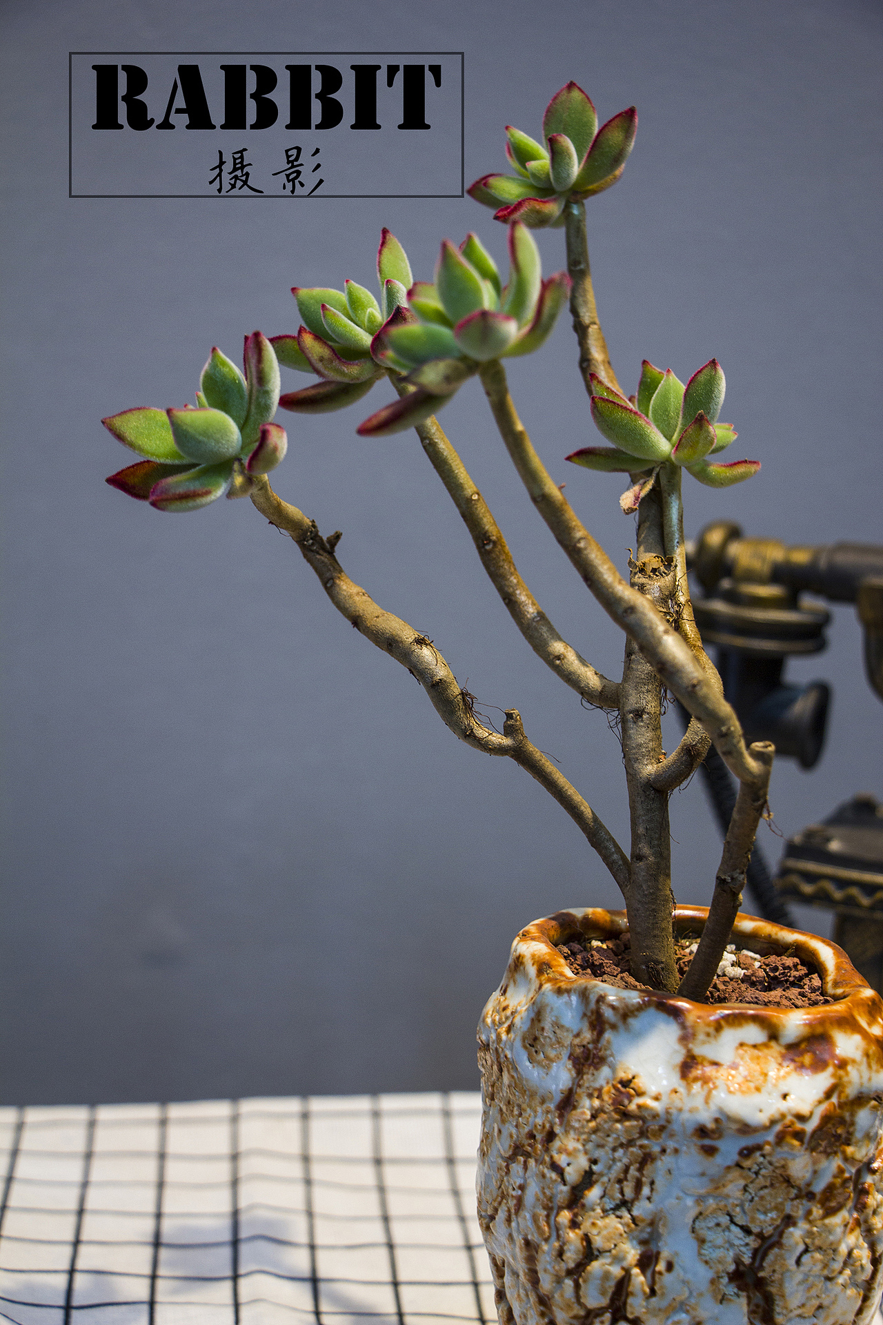 摄影（多肉植物（图ZMTA0MDIyOTA4） - 产品摄影 - 站酷设计师w视角原创素材 - 站酷ZCOOL