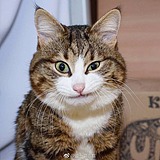 不许抢我的猫的头像