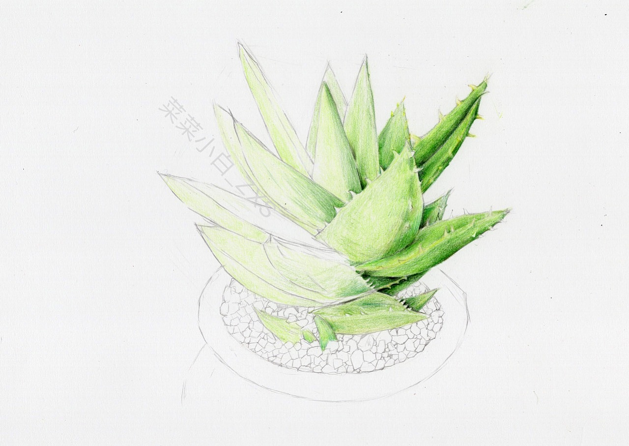 彩铅手绘小芦荟