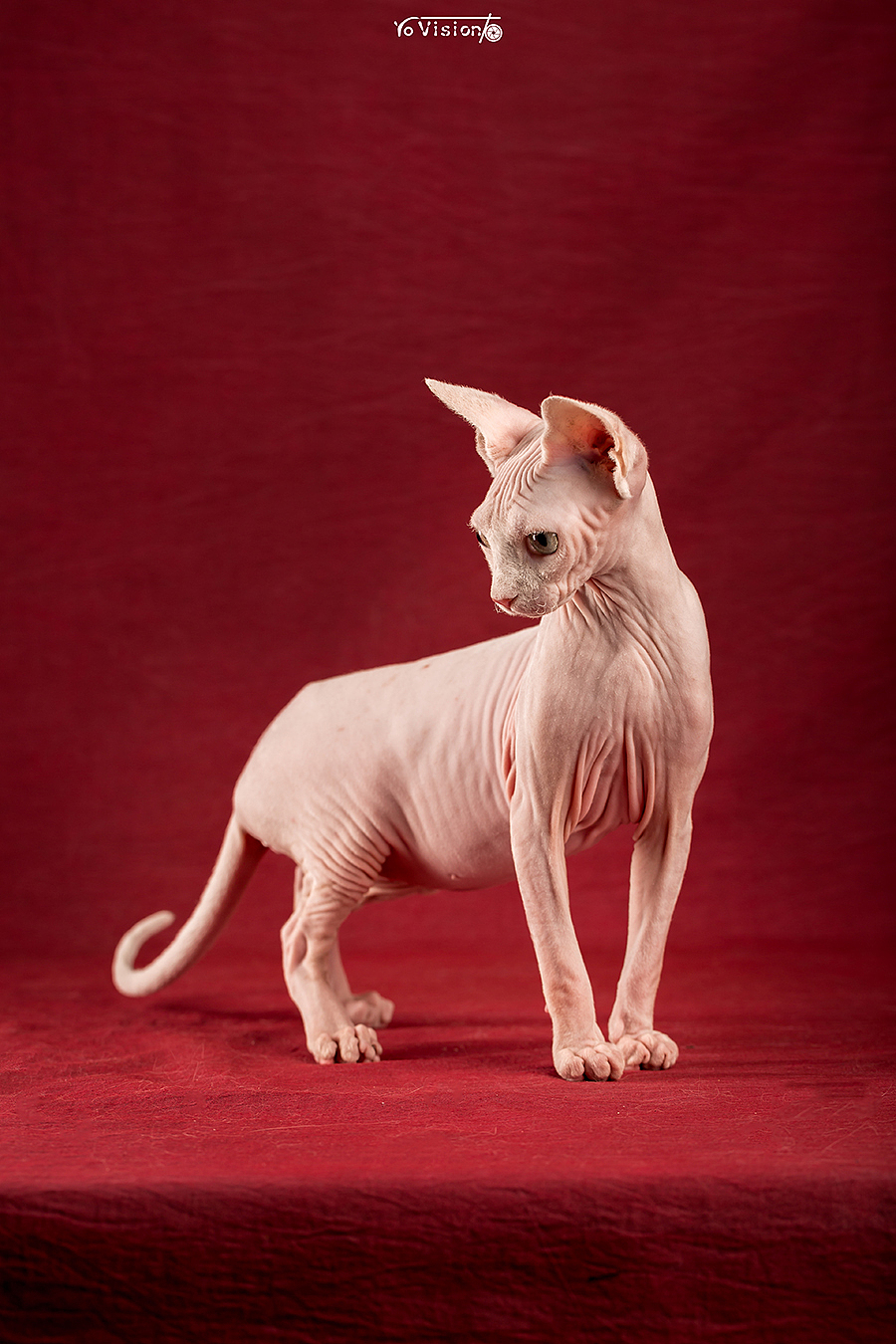 斯芬克斯,来自外星的猫