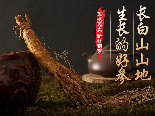 鲜人参