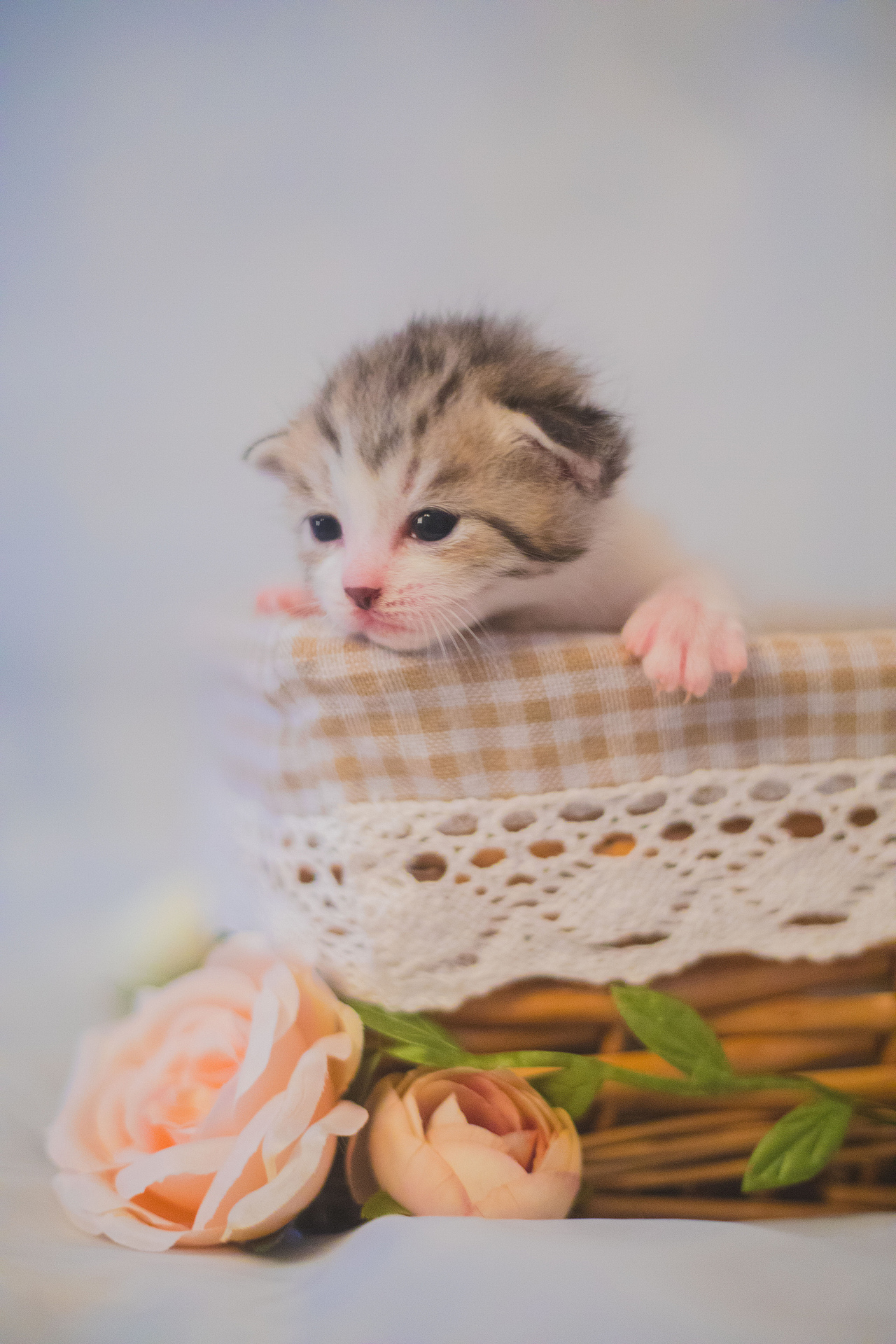 奶猫们的两周睁眼纪念照（图ZMTE1NzI1ODc2） - 宠物摄影 - 站酷设计师懒惰的胡奇奇原创素材 - 站酷ZCOOL