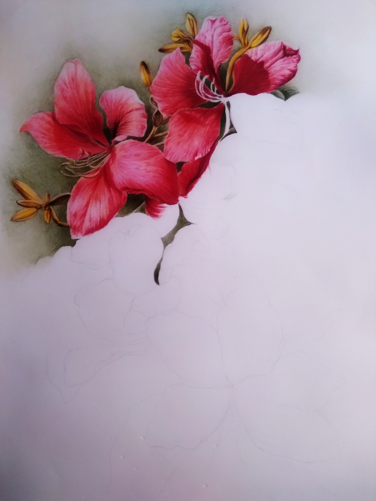 定制彩铅——《花》