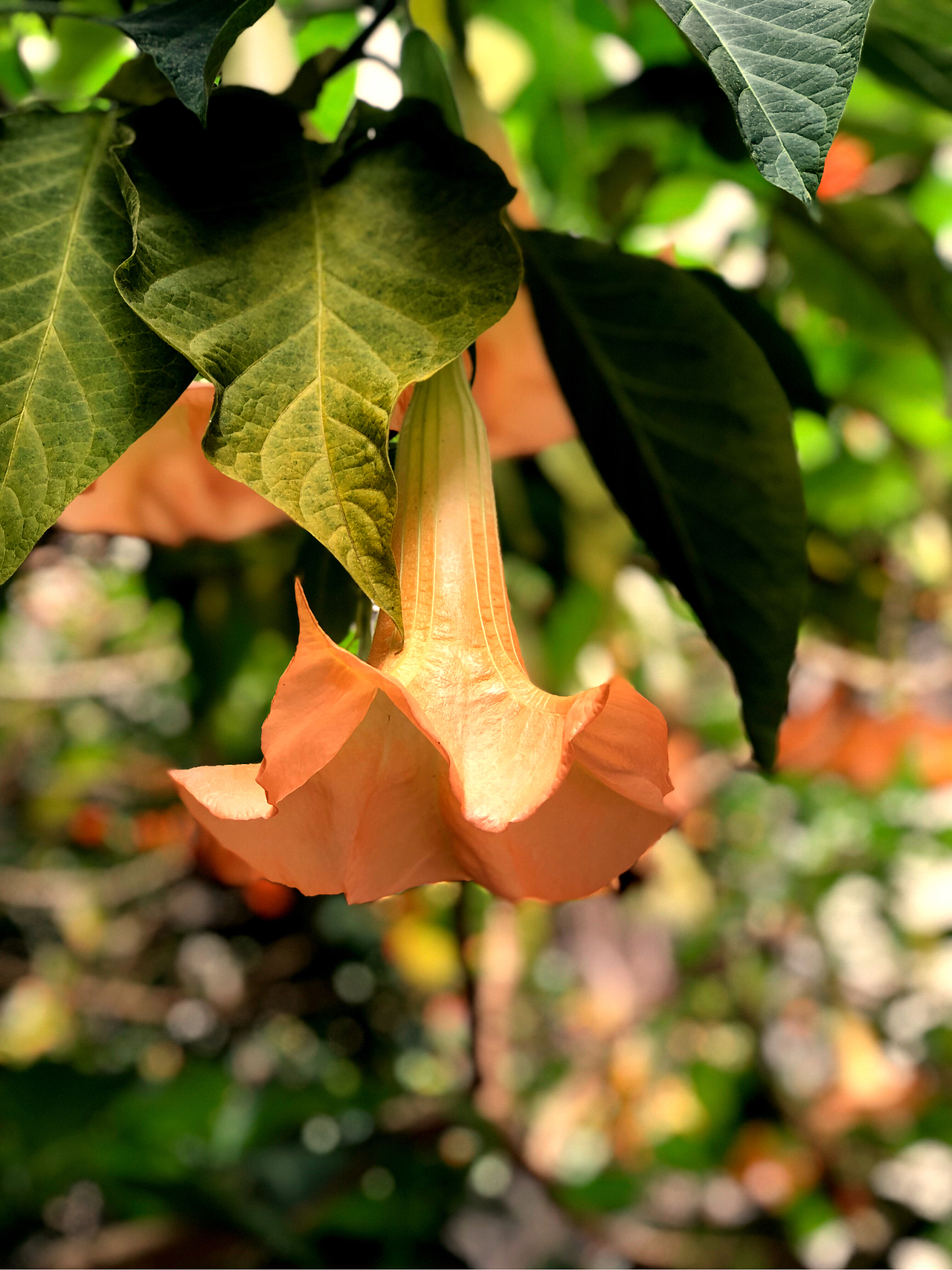 走遍中国-鼓浪屿