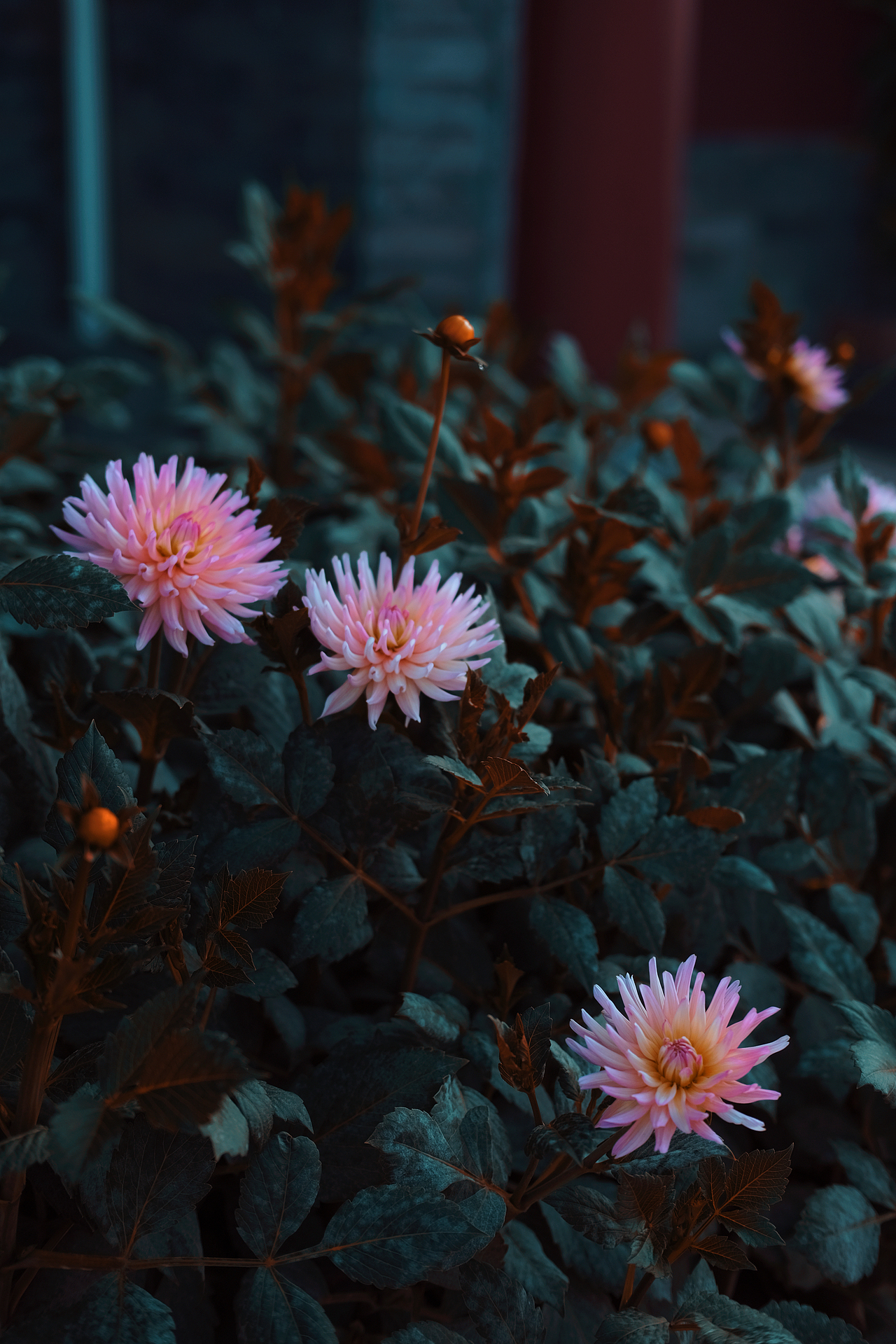 菊花（图ZMjc3NzY1MTQw） - 其他摄影 - 站酷设计师南云121原创素材 - 站酷ZCOOL