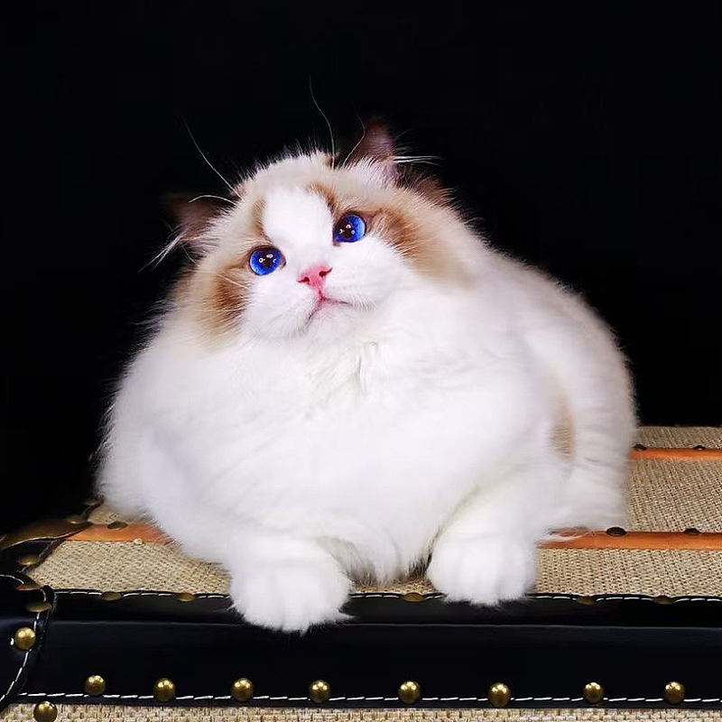 布偶猫-活体动物详情页（图ZMjUzODQ2ODMy） - 其他 - 站酷设计师走路带F风原创素材 - 站酷ZCOOL