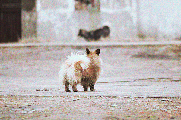 春节,那些随拍的照片