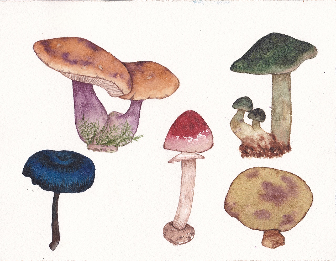 小蘑菇|插画|插画习作|小荒星 - 原创作品 - 站酷 (ZCOOL)