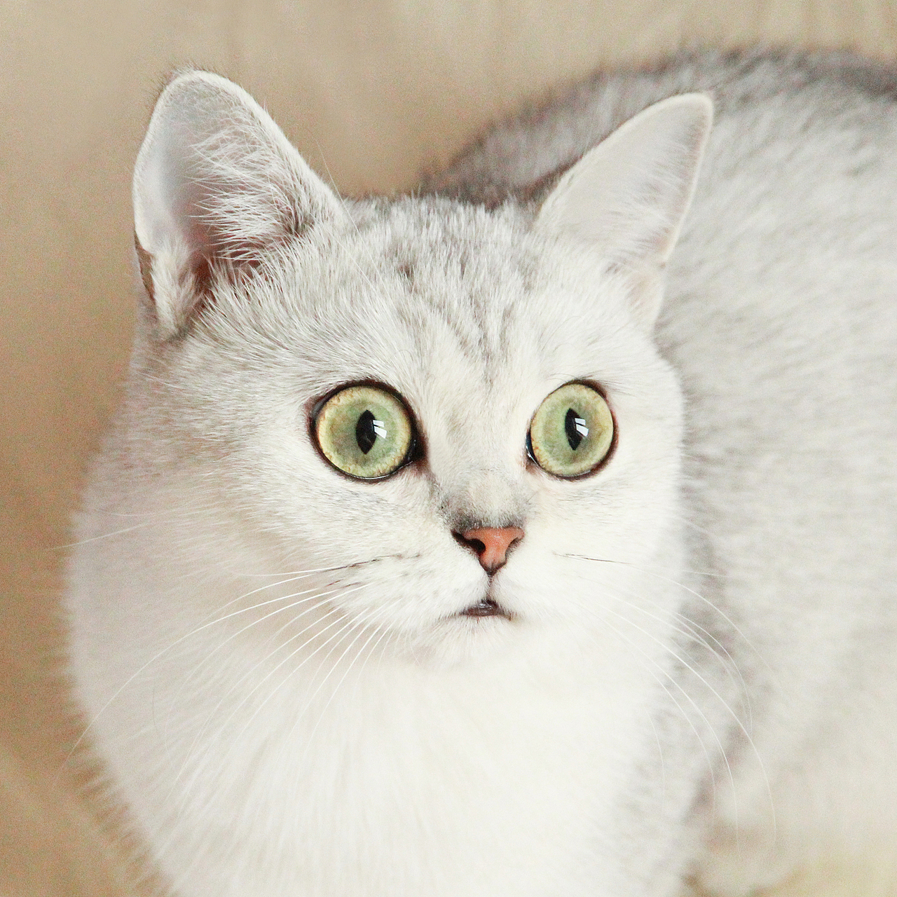 眼睛瞪得像铜铃